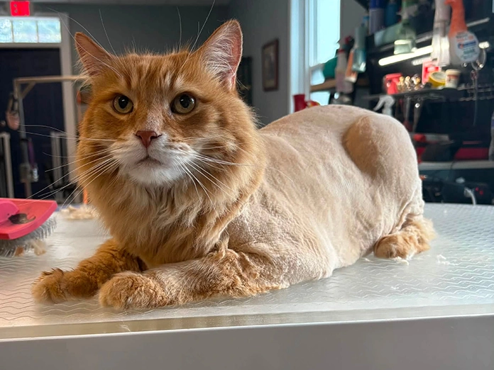Cat after being groomed at La Bella Vida Pet Salon