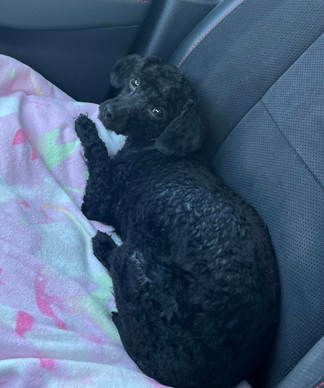 Doodle dog named Suzie after being groomed at La Bella Vida Pet Salon.
