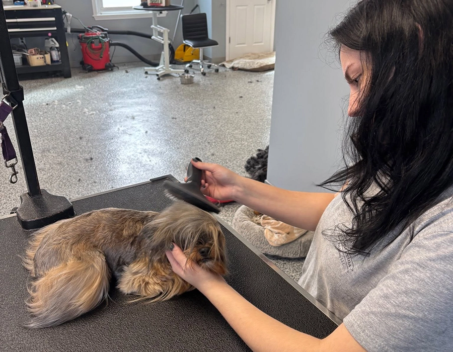 Groomer carefully brushing a small dog at La Bella Vida Pet Salon in Waynesville, Ohio.