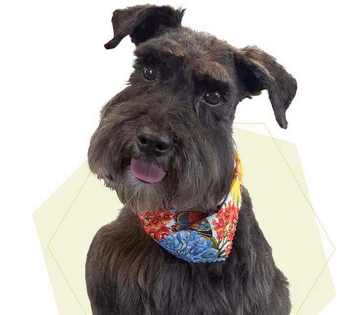 A dog that was just groomed at La Bella Vida Pet Salon in Waynesville, Ohio.