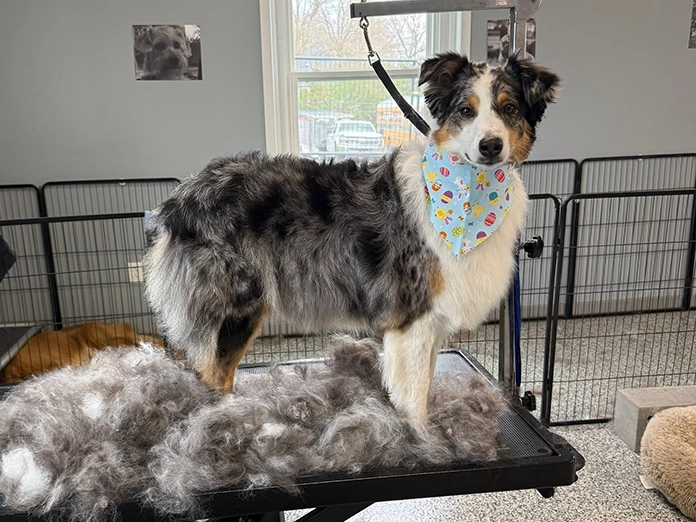 A dog after a full groom at with a lot of excess fur around them at La Bella Vida Pet Salon.