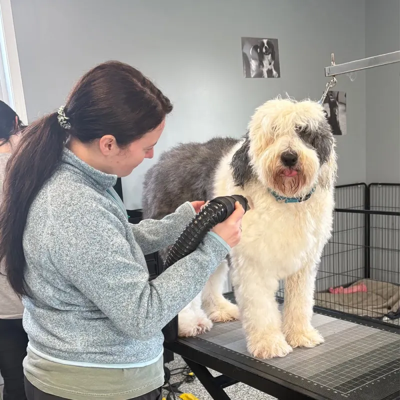 A photo of a dog being groomed at La Bella Vida Pet Salon in Waynesville, Ohio.