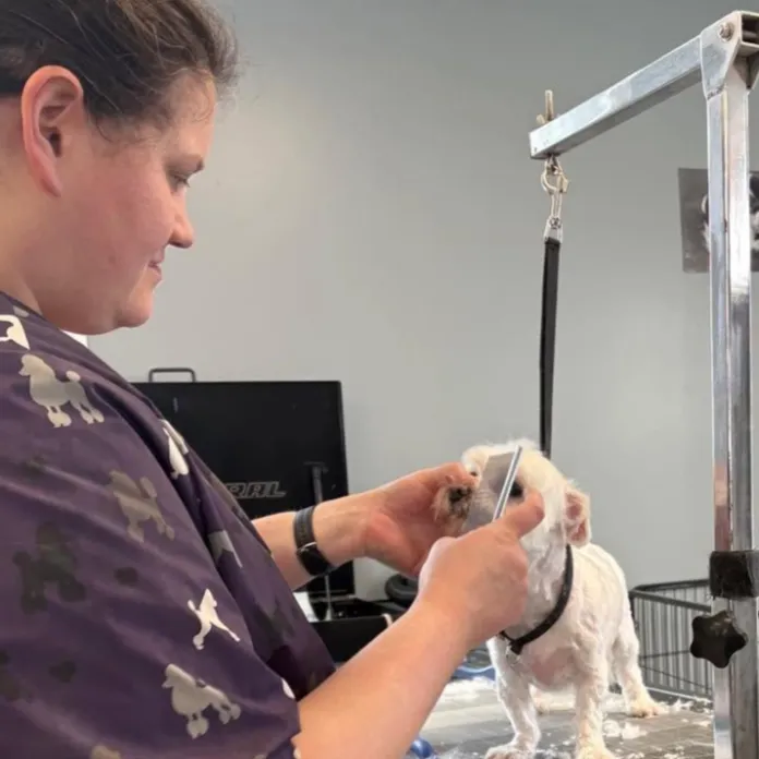 Groomer carefully grooming a dog at La Bella Vida Pet Salon