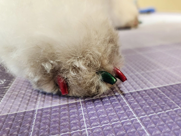Painted toenails on a dog.