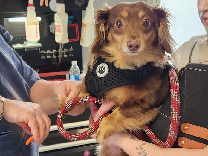 Dog getting a nail trim at La Bella Vida Pet Salon