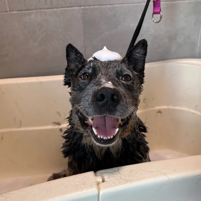 A happy dog taking a bath at La Bella Vida Pet Salon in Waynesville, Ohio.