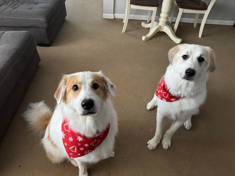 Two dogs with Christmas bandanas after being groomed at La Bella Vida Pet Salon in Waynesville, Ohio.