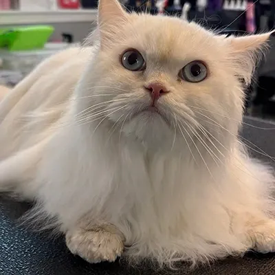 Cat after a grooming session