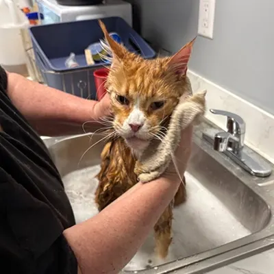Cat being bathed