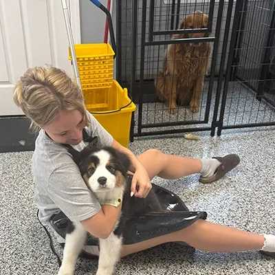 Dog being cuddled after grooming