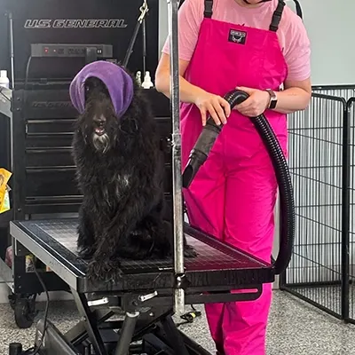 Dog getting a blow dry