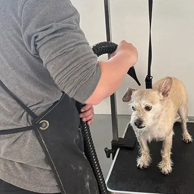 Dog getting a blow dry