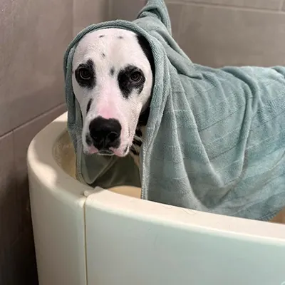 Dog drying off after a bath