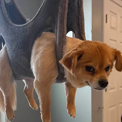 Dog getting a nail trim