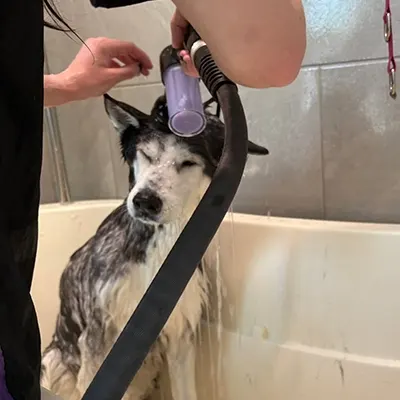 Dog taking a bath