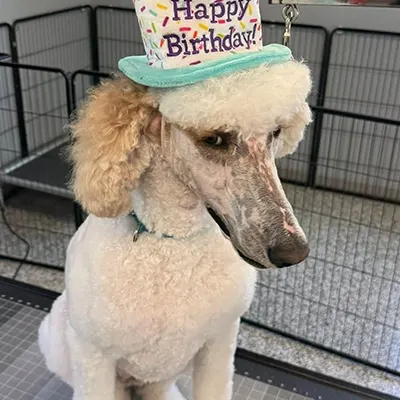 Dog celebrating a birthday