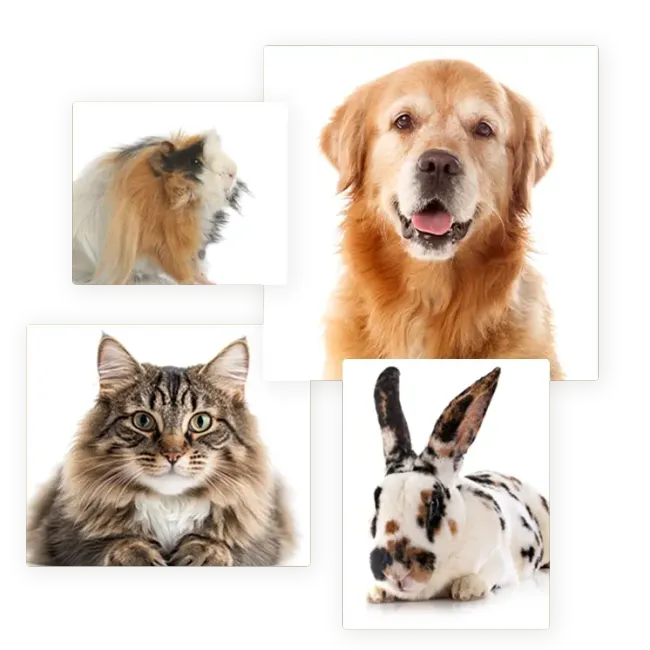 Dogs, cats, bunnies, and guinea pigs we groom