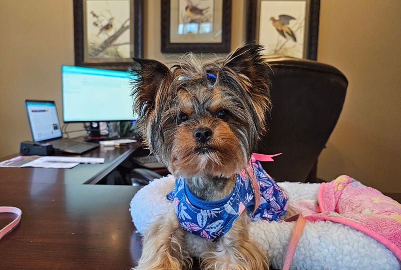 A yorkie named Lily after being groomed at La Bella Vida Pet Salon in Waynesville, Ohio.